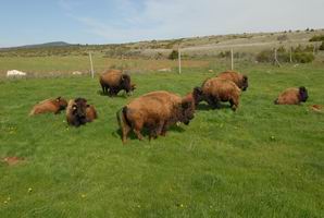 bisons bisons