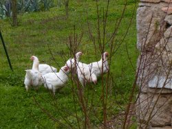 poulets